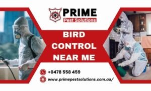 Bird control near me
