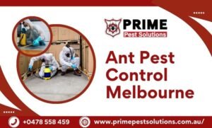 Ant Pest Control Melbourne
